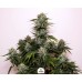 Tangie’Matic - FastBuds